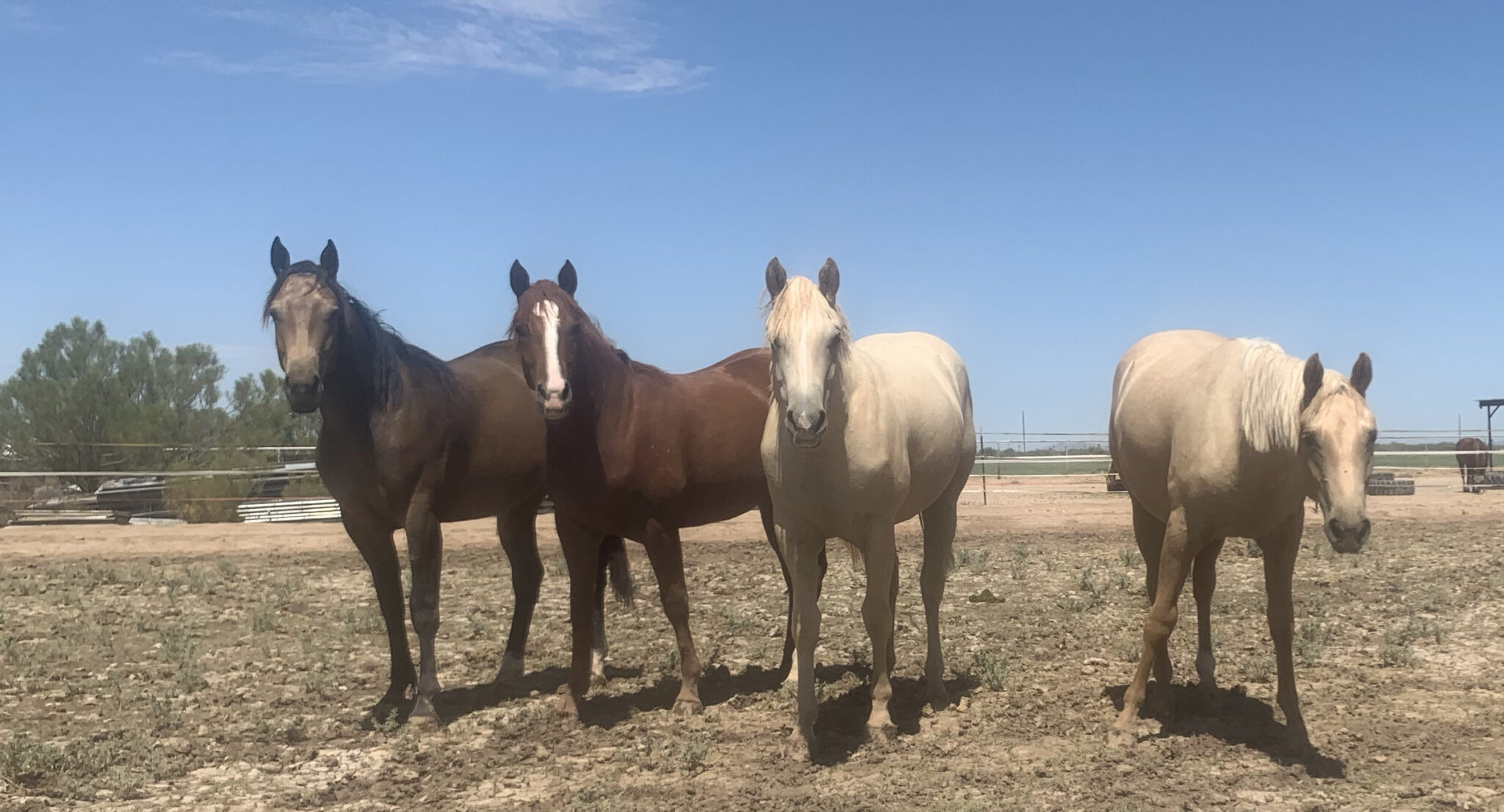 Quarter Horse Yearlings for Sale • Rice Quarter Horses