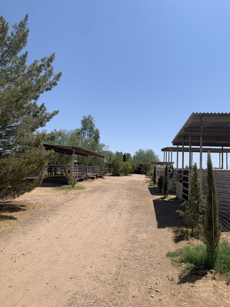 Horse Boarding Covered Stalls