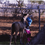 Little Girl With Quarter Horse Colt