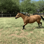 Buckskin Quarter Horse Mare Running