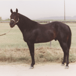 Brown Quarter Horse Stallion "JJ"