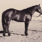 Rice Quarter Horses Stallion "JJ"