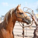 Rice Quarter Horses Stallion "LB"