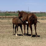 Rice Quarter Horses Mare and Colt