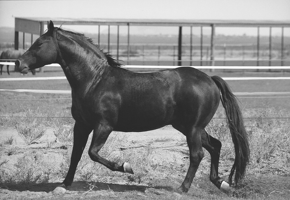 Rice Quarter Horses Stallion "Tuffy"