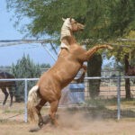 Rearing Palomino Quarter Horse Stallion