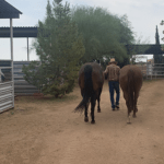 Man Walking 2 horses