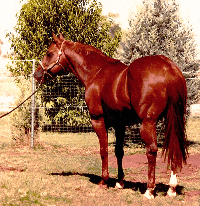 Son of Two Eyed Jack-Eagle Hills Duke