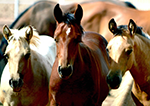 Rice Quarter Horses Weanlings