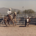 Palomino Quarter Horse Chasing Cow