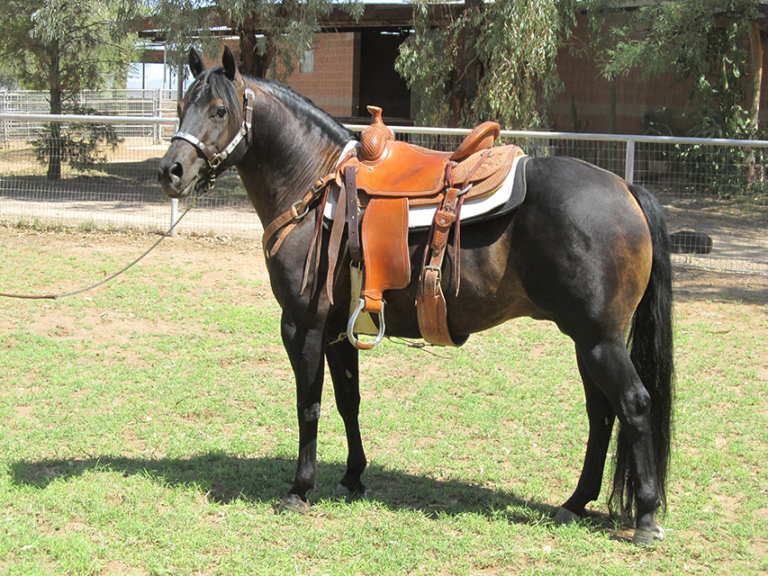 Quarter Horse Stallions in Arizona • Rice Quarter Horses