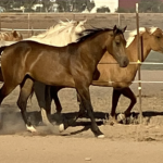 Horses Running