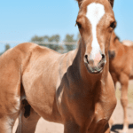 AQHA Palomino Colt