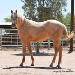 Quarter Horse Palomino Yearling