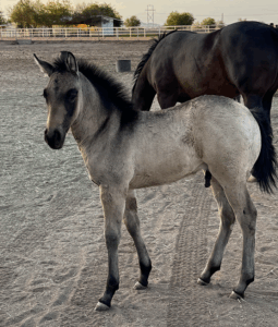 AQHA Buckskin Colt