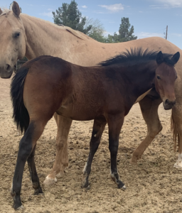 AQHA Bay Filly