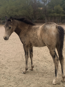 AQHA Buckskin Filly