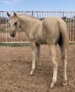 AQHA Palomino Colt