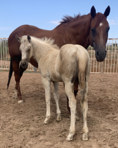 AQHA Palomino Filly
