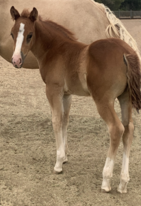 AQHA Sorrel Colt