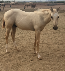 2026 AQHA Palomoino Colt