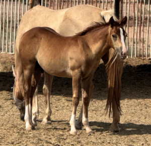2026 AQHA Sorrel Colt